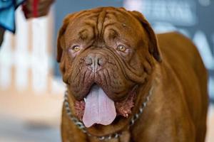 portrait de chien dogue de bordeaux photo