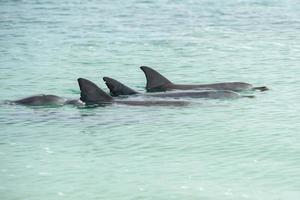 singe mia dauphins près du rivage photo