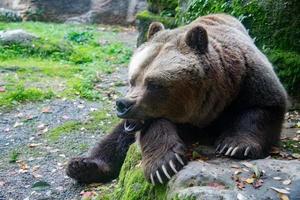 ours brun grizzly dans le fond de la forêt photo