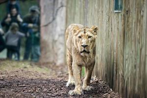 portrait de lion asiatique femelle tout en vous regardant photo