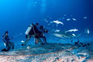 requin taureau tandis que le requin se nourrit photo