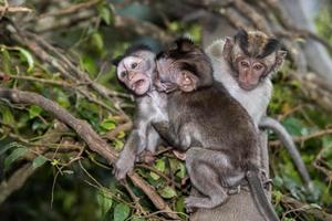 bébé nouveau né indonésie singe macaque portrait photo