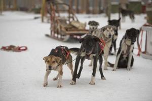 luge avec chien de traîneau en laponie en hiver photo