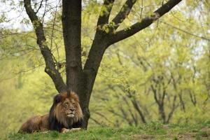 lion mâle sur fond de savane forestière photo