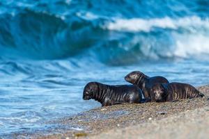 Bébé lion de mer nouveau-né sur la plage photo