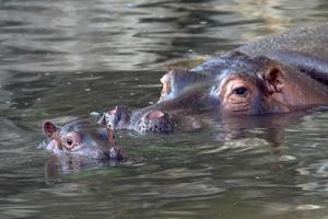 portrait d'hippopotame bébé et grande mère photo