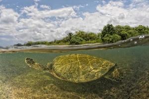 tortue verte sous l'eau se bouchent près du rivage photo