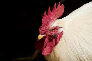 un portrait de coq blanc photo