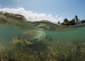 tortue verte sous l'eau se bouchent près du rivage photo