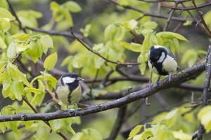 mésange charbonnière photo