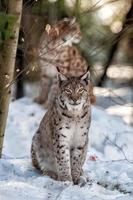 Portrait de lynx sur le fond de neige photo