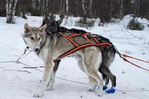 luge avec chien de traîneau en laponie en hiver photo