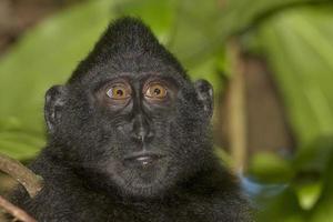 macaque noir à crête tout en vous regardant dans la forêt photo