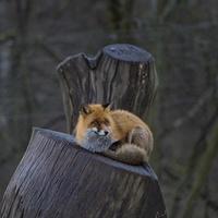 portrait de renard roux photo