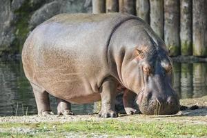 Hyppopotamus close up portrait tout en mangeant de l'herbe photo