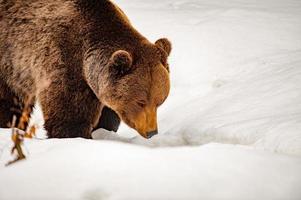 portrait d'ours dans le fond de la neige photo