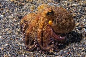 portrait sous-marin de poulpe de noix de coco photo
