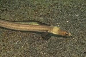 un détail d'yeux de poisson plats tout en se cachant dans le sable en indonésie photo