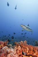 une mâchoire de requin gris prête à attaquer sous l'eau portrait en gros plan photo