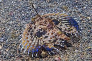 grondin volant dactylopterus volitans poisson sous l'eau photo