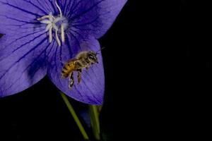 abeille volant vers vous depuis une fleur photo