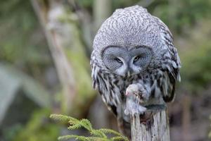 portrait de hibou gris en mangeant une souris photo