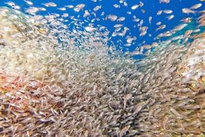 énorme banc de très petits poissons de verre photo