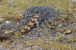 poisson gobie gros plan photo