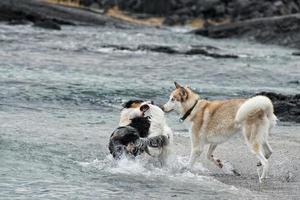 chiens jouant sur la plage photo