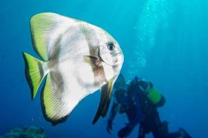 portrait de poisson chauve-souris plongée aux maldives photo