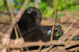 singe macaque noir à crête tout en vous regardant dans la forêt photo