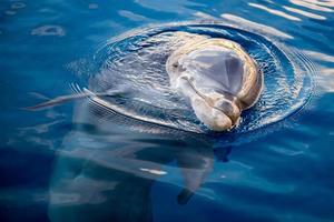 dolphing souriant oeil gros plan portrait photo