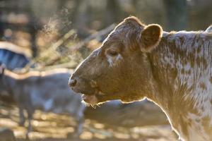 un portrait de vache en hiver photo