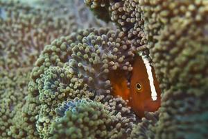 portrait de poisson clown isolé tout en vous regardant photo