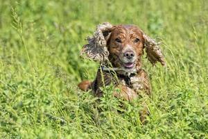 chiot chien cocker portrait photo