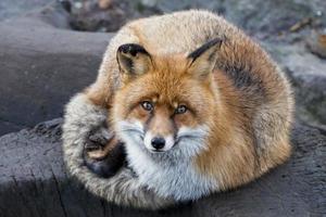 renard roux isolé portrait en gros plan photo