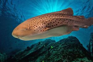 portrait de requin zèbre sur l'océan d'un bleu profond photo