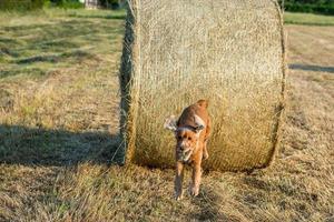 chien chiot cocker sautant d'une boule de blé photo