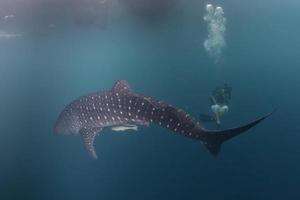 requin baleine gros plan portrait sous l'eau photo