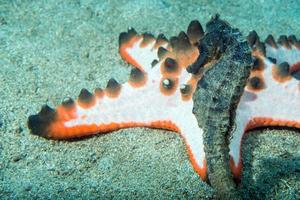 cheval de mer noir suspendu à une étoile de mer rose photo