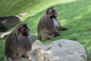 portrait de singe babouin gelada photo