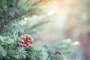 sapin pour noël photo