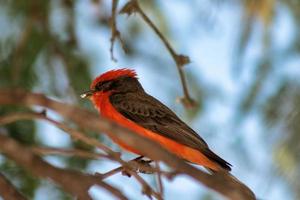 oiseau rouge-gorge regardant l'horizon photo