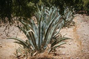 rangée de plantes maguey au mexique avec un fond de ciel bleu photo