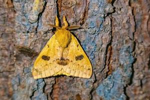 un papillon de nuit jaune photo