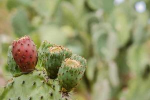 opuntia nopales et cactus au mexique en arrière-plan ou en papier peint photo