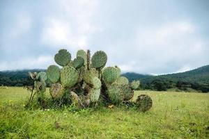 paysage au mexique avec opuntia ou nopales comme arrière-plan et espace de copie photo