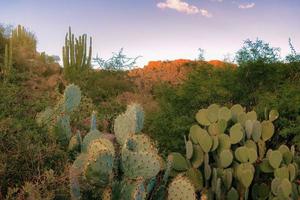 opuntia nopales et cactus au mexique en arrière-plan ou en papier peint photo