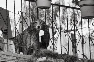 chien abandonné sur le toit au mexique photo