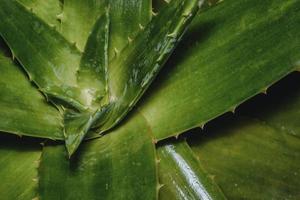 fond de cactus d'aloe vera avec fond sur la droite photo